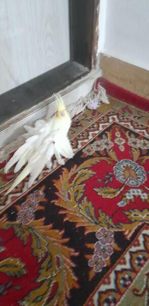عکس عروس هلندی پی دی اف