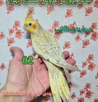 عکس عروس هلندی پی دی اف