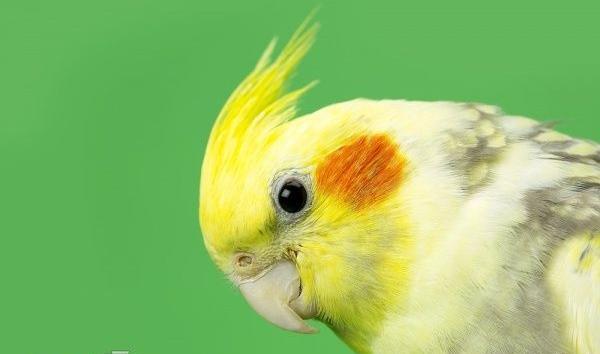 عکس عروس هلندی پی دی اف