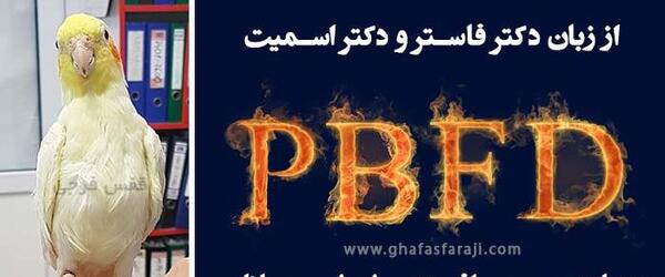 عکس عروس هلندی پی دی اف