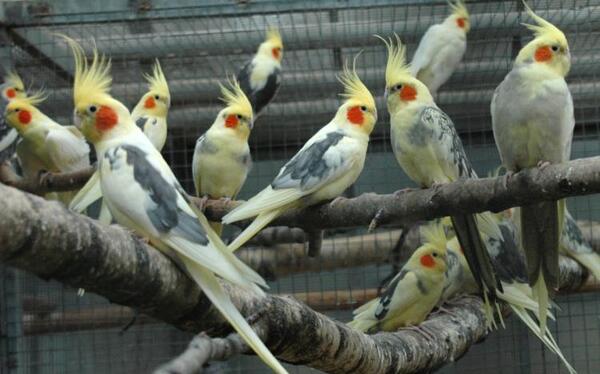 عکس عروس هلندی های وحشی