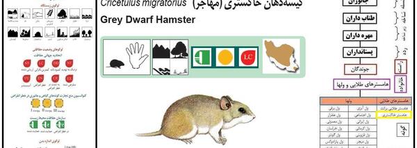 عکس همستر خاکستری