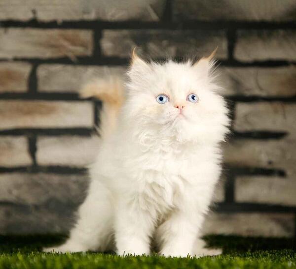 عکس گربه پرشین سفید