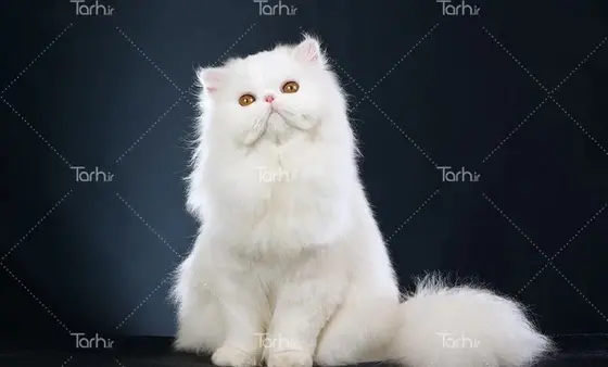 عکس گربه پرشین سفید