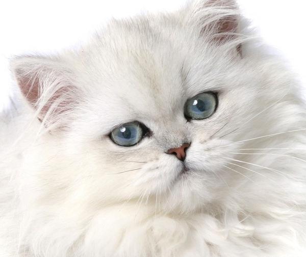 عکس گربه پرشین سفید