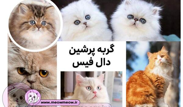 عکس گربه پرشین سفید
