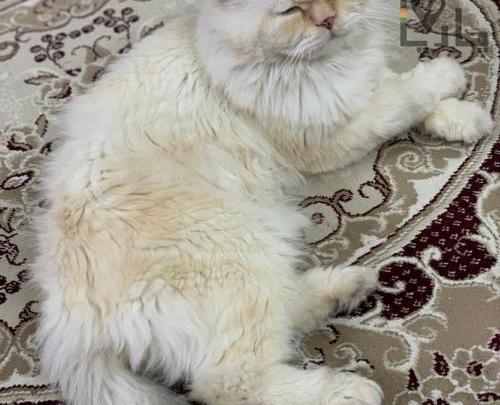 عکس گربه پرشین سفید