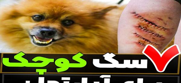 عکس سگ های پاپت