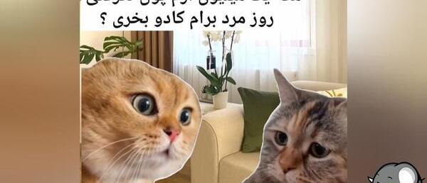 عکس خنده دار گربه ای