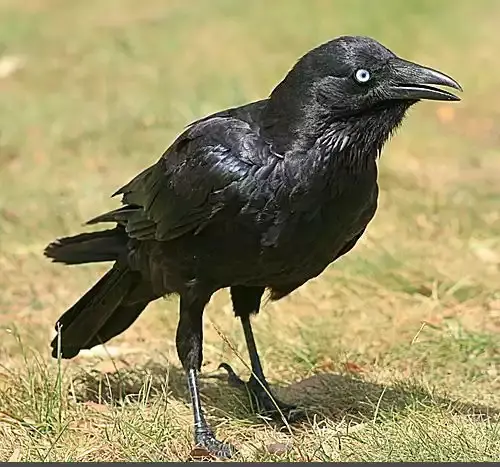 عکس عك غراب
