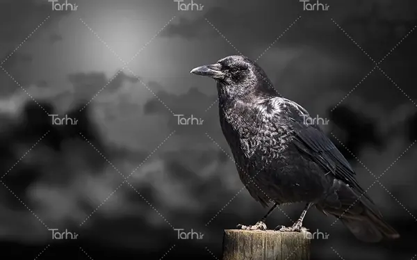 عکس عك غراب