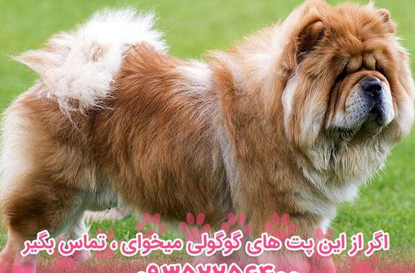 عکس چاوچاو مینی