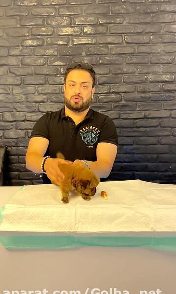 عکس چاوچاو مینی
