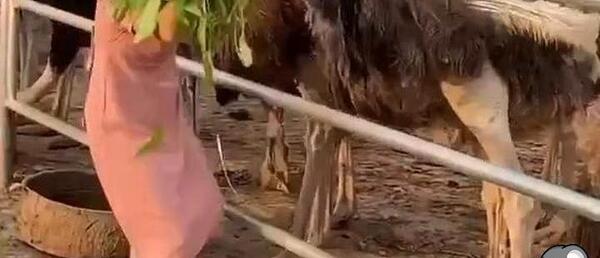 عکس شترمرغ خنده دار