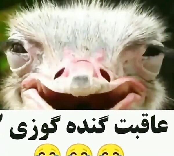 عکس شترمرغ خنده دار
