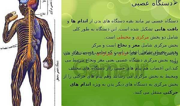 عکس اسکلت هشتم