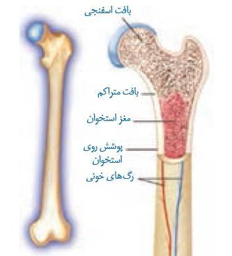 عکس اسکلت هشتم
