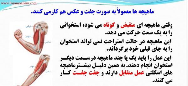 عکس اسکلت هشتم