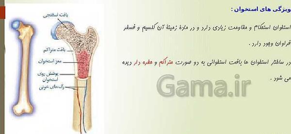 عکس اسکلت هشتم