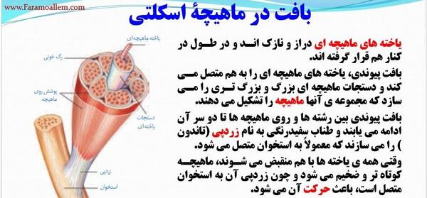 عکس اسکلت هشتم