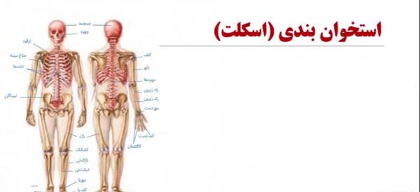 عکس اسکلت هشتم