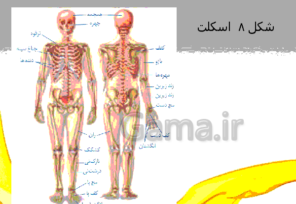 عکس اسکلت هشتم