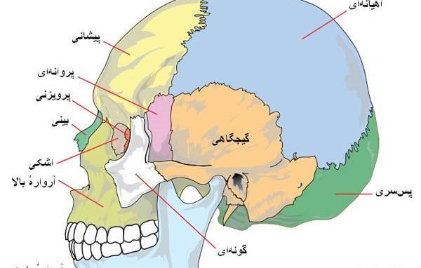 عکس اسکلت هشتم