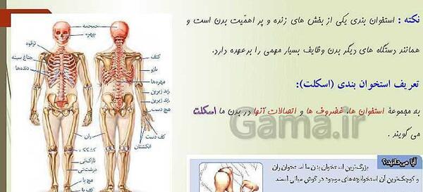 عکس اسکلت هشتم