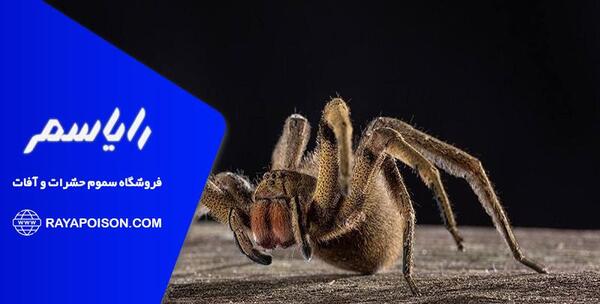 عکس عنکبوت شنی