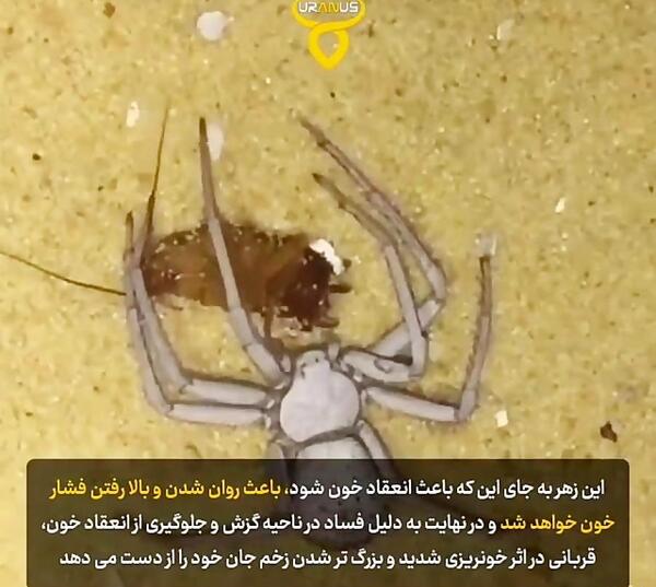 عکس عنکبوت شنی