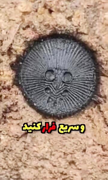 عکس عنکبوت شنی