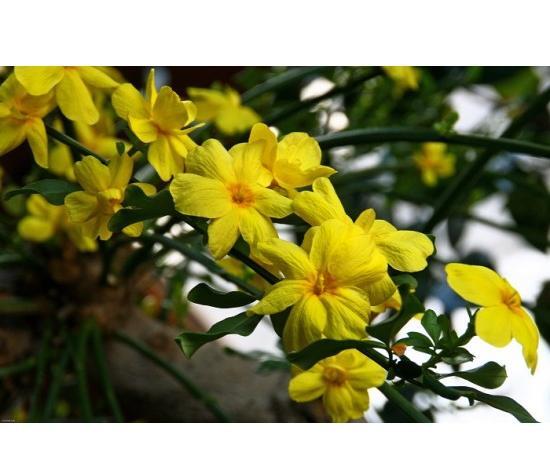 عکس درخت یاس زرد