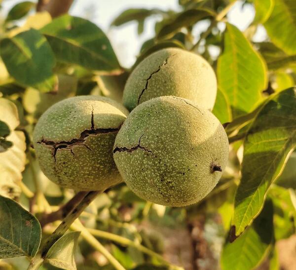 عکس درخت یاس زرد