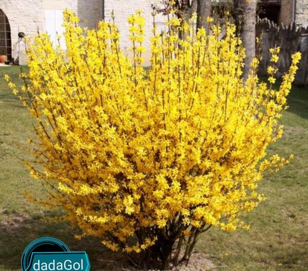 عکس درخت یاس زرد