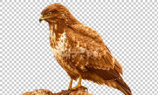 عکس تصویر زمینه عقاب