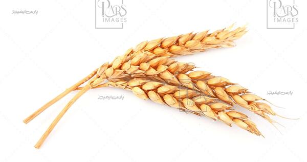 عکس ذرت گندم