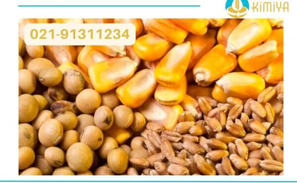 عکس ذرت گندم