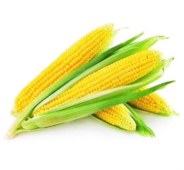 عکس ذرت گندم