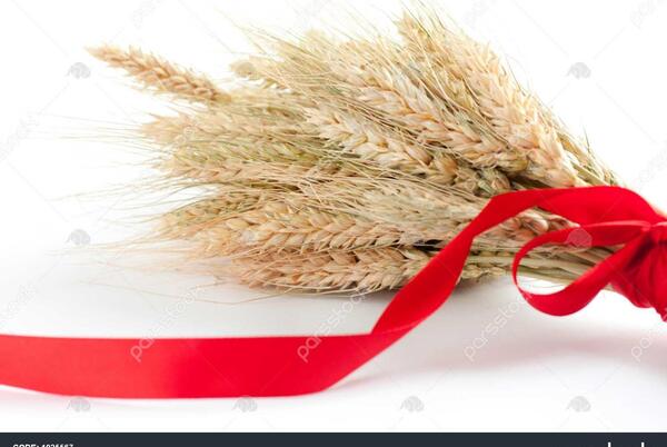 عکس ذرت گندم