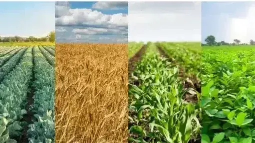 عکس ذرت گندم