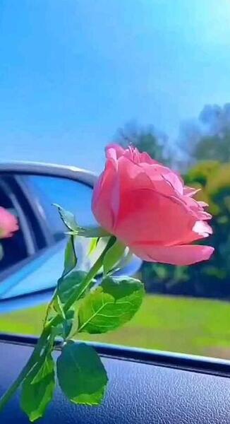 عکس پروفایل گل آبی زیبا