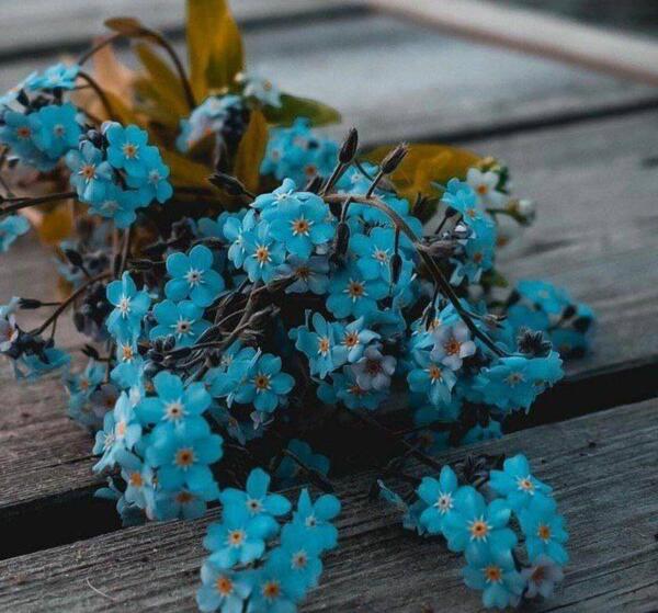 عکس پروفایل گل آبی زیبا