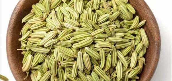 عکس گیاه رازیانه چیست