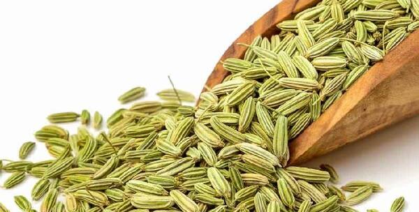 عکس گیاه رازیانه چیست
