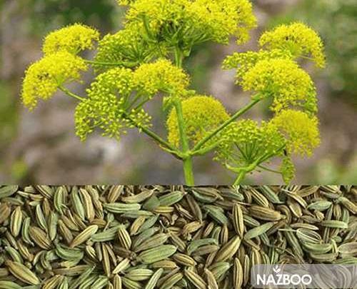 عکس گیاه رازیانه چیست