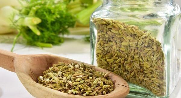 عکس گیاه رازیانه چیست