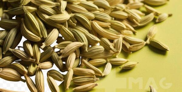 عکس گیاه رازیانه چیست