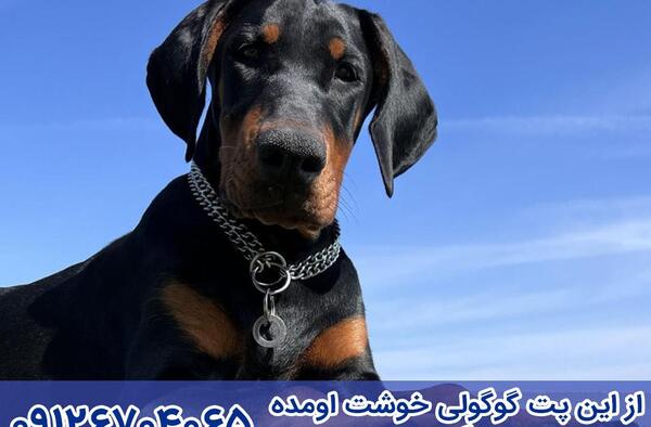 عکس سگ دوبرمن آبی