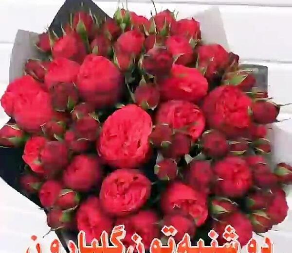عکس ظهر شنبه بخیر