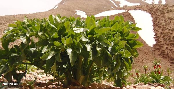 عکسهای کرفس کوهی